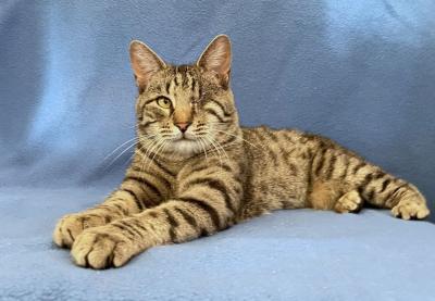 Beefcake the tabby cat with a damaged eye lying on a blue cloth