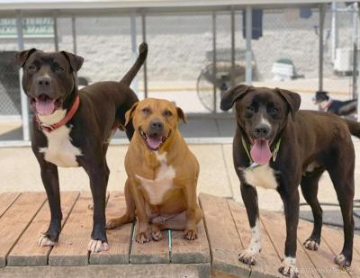 Three dogs from a playgroup in West Virginia