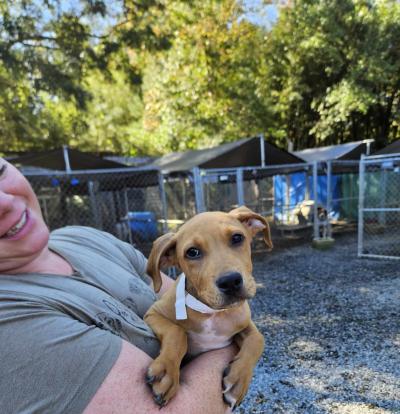 Smiling person holding a small brown puppy