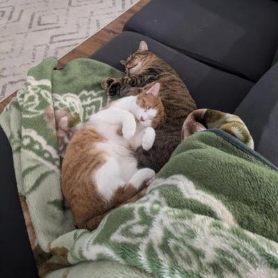 Ateesh the cat snuggled with another cat on the couch