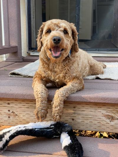 Cheddar the dog lying outside on a deck with a toy in front of him