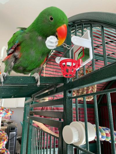 Ajax the bird playing with a toy basketball