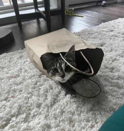 Kamura the cat peeking out from inside a paper bag