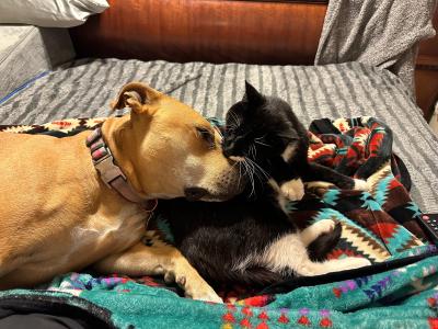 Kronk the cat lying next to Butterbean her canine pal