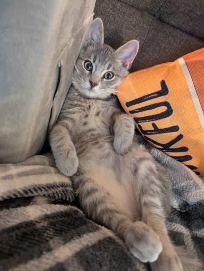 Maverick the kitten lying on his back with belly up in the air