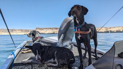 Mojo the dog, with two other dogs, on a boat