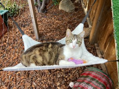 Newman the cat lying with a toy on a cat hammock outside in a catio