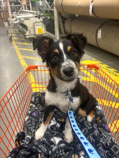 Oakley the puppy on a leash in a shopping cart