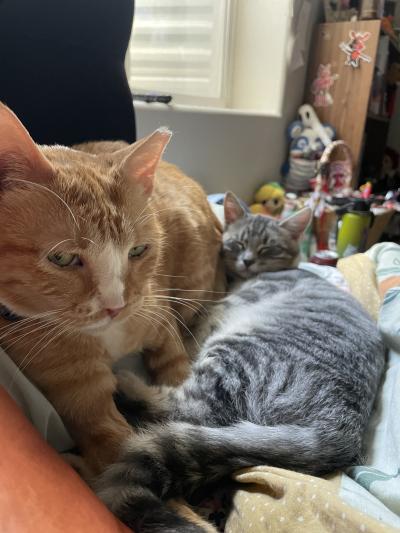 Shrimp the cat snuggled with another cat