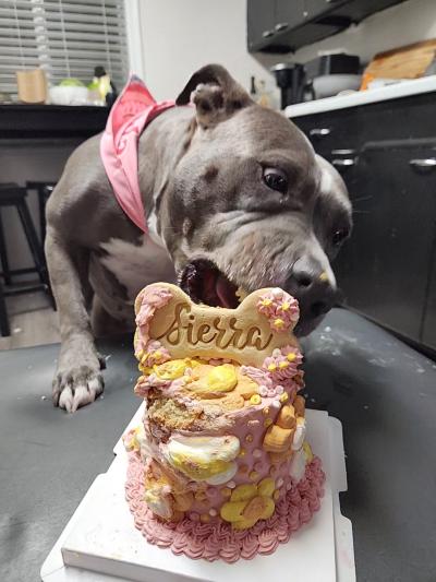 Sierra the dog eating her birthday cake