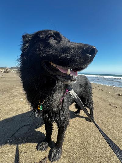 Willow the dog outside on a leash at the beach