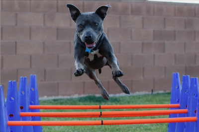 Gray dog jumping over a brightly colored blue and red agility course item