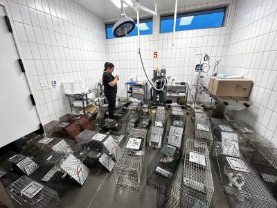 Person in a room containing a lot of humane live traps containing cats