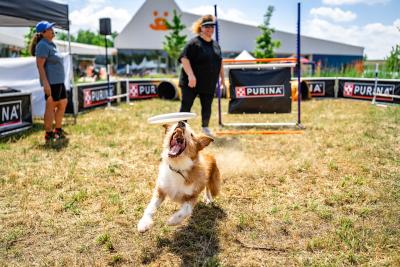 Dog running after a flying disc thrown by a person at the Best Friends Super Adoption in Northwest Arkansas