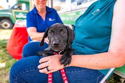 Black puppy lying on a person's lap at the Best Friends Super Adoption in Northwest Arkansas