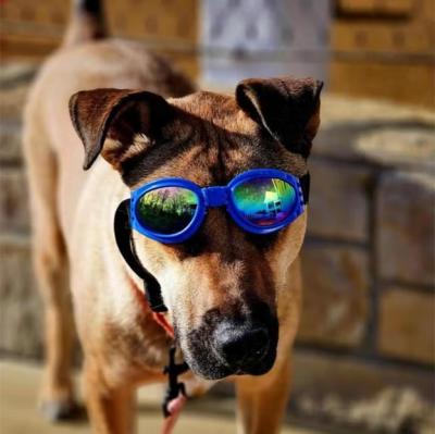 Doug the dog wearing his protective glasses