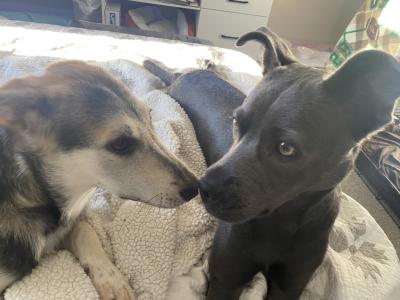 Genna Reign and Foxy Roxie the dogs together on a bed in a home