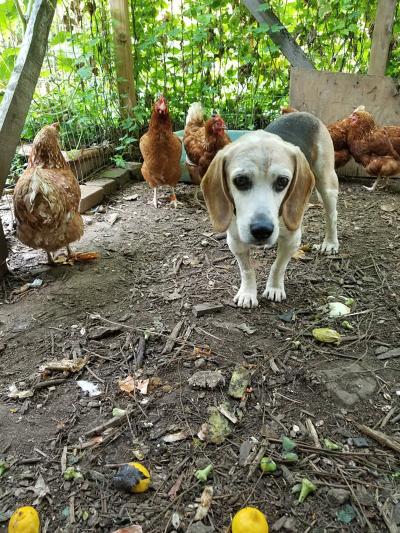 Mr. Watermelon the 10-year-old beagle outside with some chickens