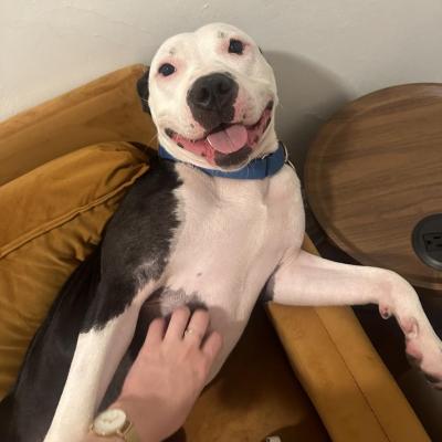 Person petting the belly of Diamond Ring the dog