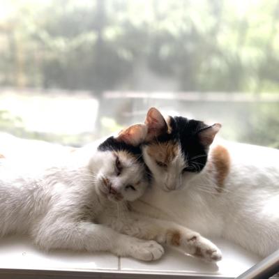 Mary-Kate and Ashley the cats lying snuggled next to each other