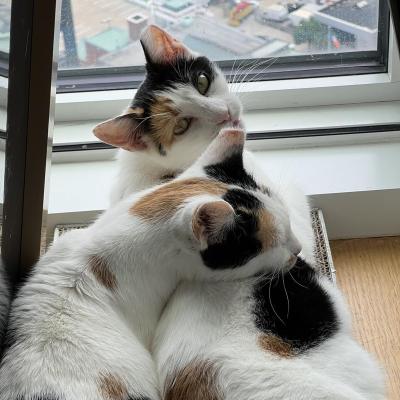 Mary Kate and Ashley the cats snuggling beside a window