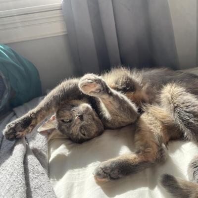 Pumba the cat lying upside-down with her paws up