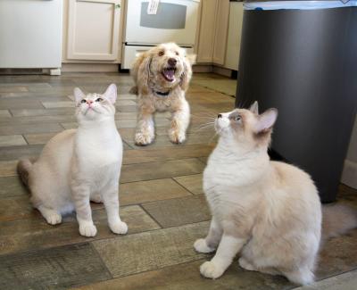 Louee and Oliver the cats in front of Annie the dog