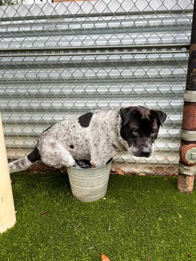 Centaur the dog standing in the bucket