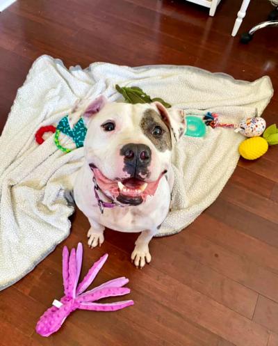 Damon the dog on a blanket surrounded by all his toys