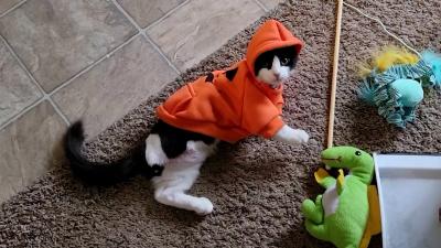 Norbert the black and white kitten wearing a jack-o-lantern costume