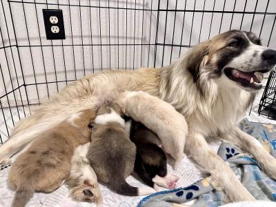 Te Fiti the mama dog nursing her puppies