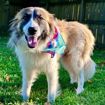 Te Fiti the dog outside wearing a bandanna