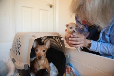 Person holding Pioneer the puppy above Orca in a carrier with her other puppies