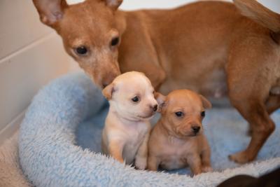 Orca the mama and Pioneer and Pike the puppies in a bed