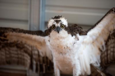 Osprey with wings raised looking straight ahead