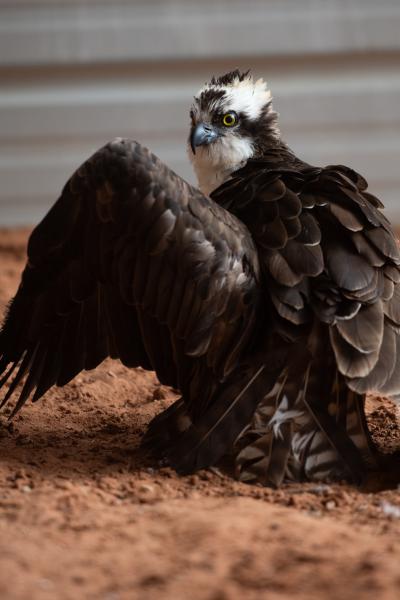 Osprey on the ground with wing that droops