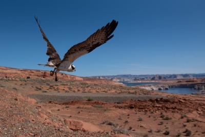 The osprey flying away after being released