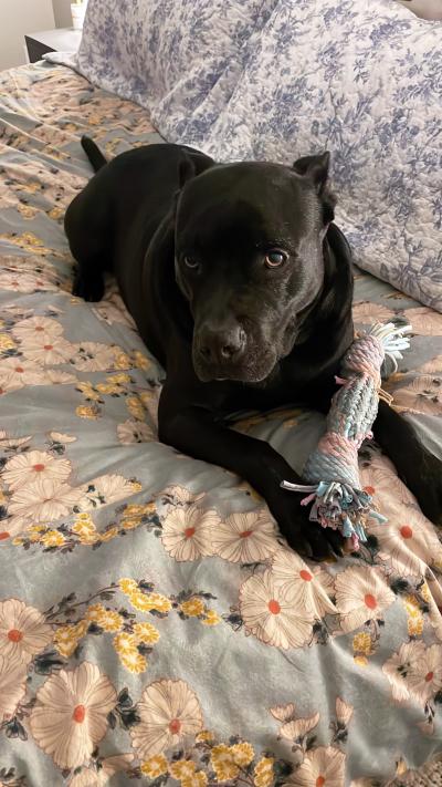 Fernie the dog lying on a bed with a rope toy between his legs