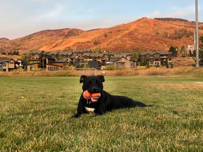 Pepper the dog lying in grass with two balls in his mouth