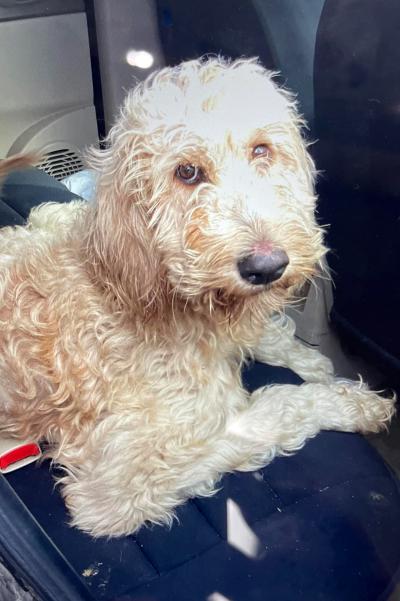 Peggy the goldendoodle dog lying on a car seat