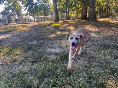 Dog running in some grass in front of some trees