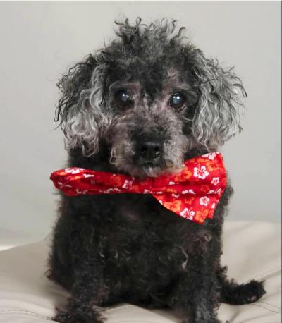 Sloppy Joe the senior dog wearing a red bow tie