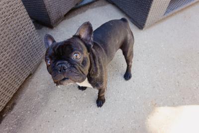 Pawrie the French bulldog standing on some carpet