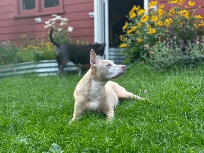 Peaches the dog lying in the green grass