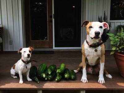 Peanut and Stretch the dogs sitting with a bunch of zucchini between them