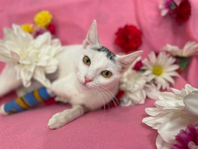 Penelope the cat lying on her side on a pink backdrop surrounded by flowers