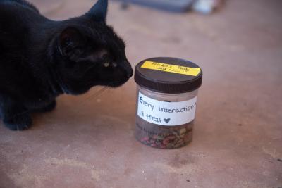 Peridot the cat sniffing her jar of treats