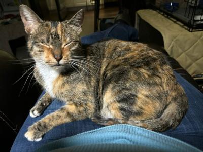 Persia the cat sitting on a lap