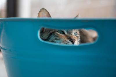 Persia the cat peeking out a hole in a blue bin