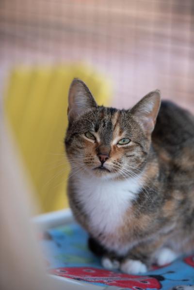 Persia the calico cat with eyes slightly squinted